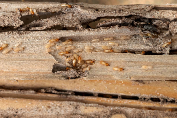 Flea Control Services in Ilchester, MD